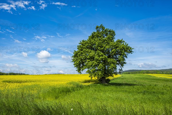 Single tree at the edge of a field, right between a flowering rape field and a meadow, in West Lusatia, Saxony, Germany, Europe