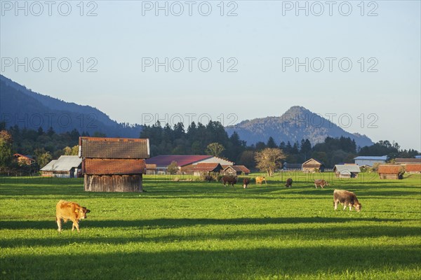 Hay barn with meadow, grazing cows and foothills of the Alps in the evening light, Garmisch-Partenkirchen, Werdenfelser Land, Upper Bavaria, Bavaria, Germany, Europe