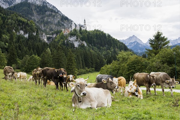Neuschwanstein Castle and herd of cows, near Fuessen, Ostallgaeu, Allgaeu, Bavaria, Germany, Europe