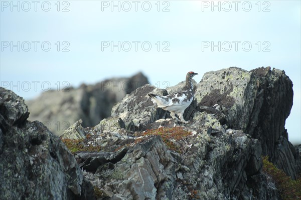 Rock ptarmigan (Lagopus muta) Male changes from white winter dress to summer dress, Lapland, Norway, Scandinavia, Europe