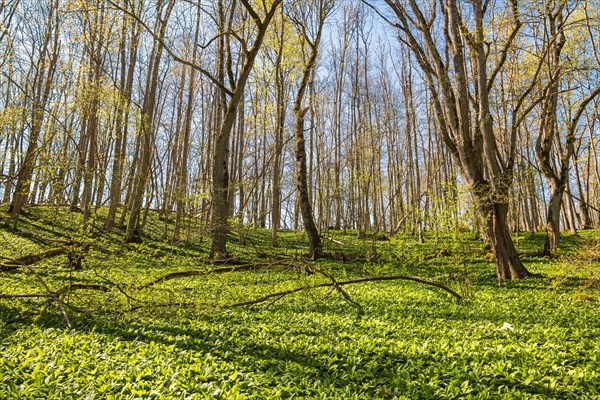 Lush green deciduous forest with wild garlic (Allium ursinum) leaves on the forest floor in springtime