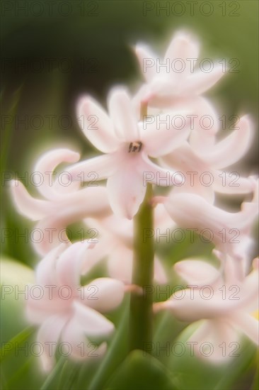 Close-up of a delicate pink flower, garden hyacinth (Hyacinthus orientalis) with soft focus and spring-like atmosphere, Hesse, Germany, Europe