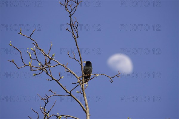 Starling on a tree, moon in the background, March, Germany, Europe