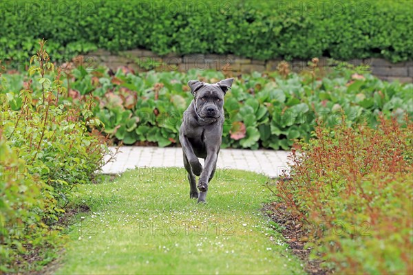 Cane Corso Italiano