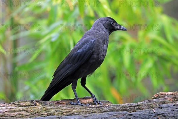 Western jackdaw (Corvus monedula)