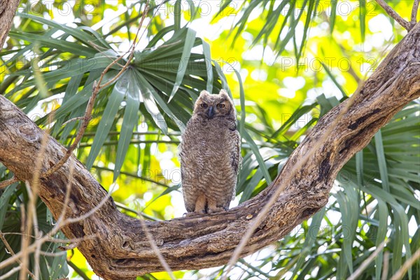 Virginia eagle owl (Bubo virginianus) Pantanal Brazil