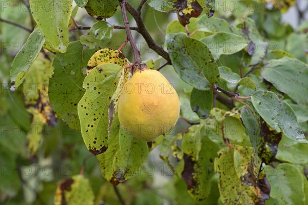 Fruit tree, quince (Cydonia oblonga), branch with a ripe fruit and raindrops, Moselle, Rhineland-Palatinate, Germany, Europe