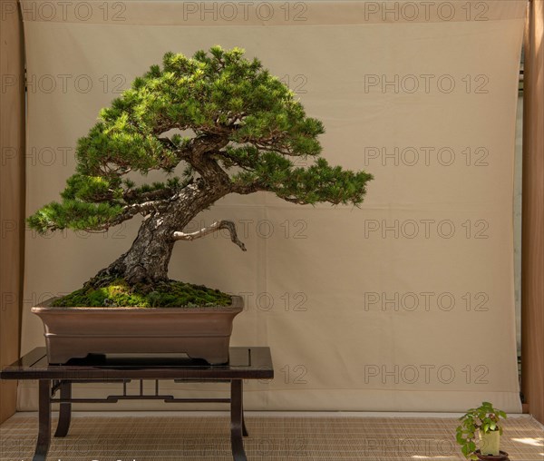 Bonsai