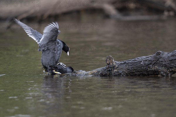 Common coots (Fulica atra), mating, Emsland, Lower Saxony, Germany, Europe