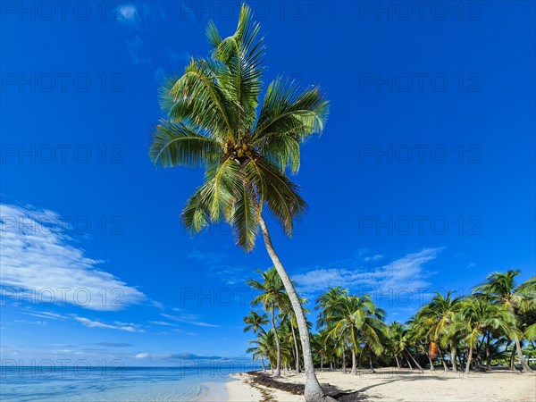 Romantic Caribbean sandy beach with palm trees, turquoise-coloured sea. Morning landscape shot at sunrise in Plage de Bois Jolan, Guadeloupe, French Antilles, North America