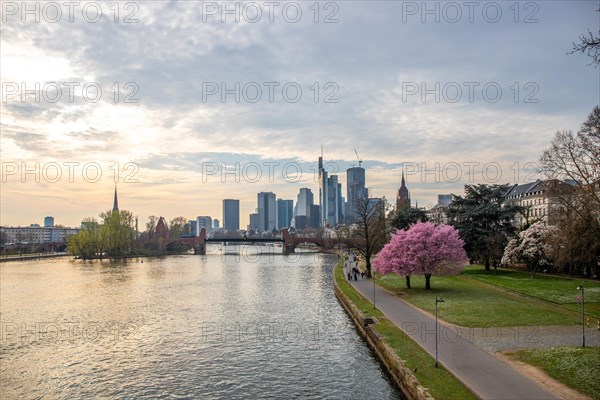 Romantic cherry blossoms, almond blossoms by the river, with a view of the skyline in the evening at sunset. Financial district with lots of nature in Frankfurt am Main, Hesse, Germany, Europe