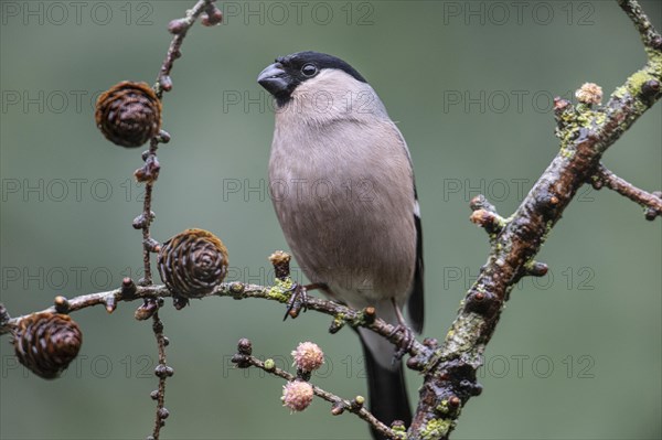 Bullfinch, eurasian bullfinch (Pyrrhula pyrrhula), Emsland, Lower Saxony, Germany, Europe