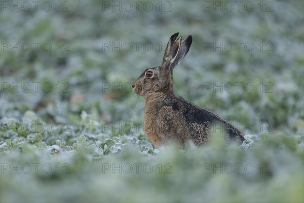 European hare (Lepus europaeus) with slit in ear sitting in a field, wildlife, Thuringia, Germany, Europe