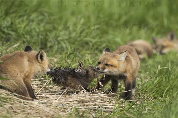 Red fox. Vulpes vulpes. Red fox cubs playing with a muskrat fur. Province of Quebec. Canada