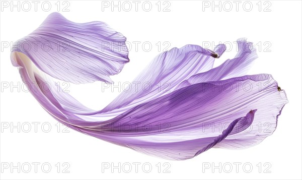 Brush stroke resembling a lily petal, in serene lavender color on white background AI generated