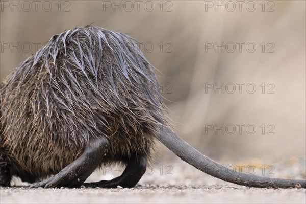 Nutria (Myocastor coypus), only the rump, feet and tail visible, wet, walking across a gravelled path to the left, background blurred, Rombergpark, Dortmund, Ruhr area, Germany, Europe