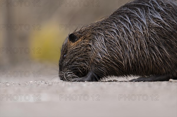 Nutria (Myocastor coypus), wet, walking across a gravelled path to the left with its nose on the ground, profile view, close-up, background blurred yellow daffodils, cropped view, front body only, spring, Rombergpark, Dortmund, Ruhr area, Germany, Europe
