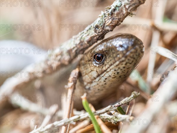 Slow worm (Anguis fragilis), near Tragoess, Styria, Austria, Europe