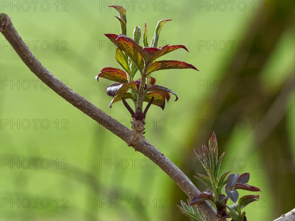 Elder (Sambucus), fresh shoots