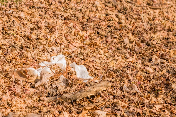 Discarded plastic waste is scattered among dry leaves, highlighting pollution, in South Korea
