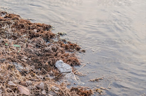 Dead leaves and organic debris along a watery shoreline, indicating seasonal change, in South Korea