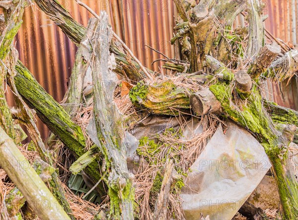 Close-up shot of plastic debris entwined with moss and vines, in South Korea