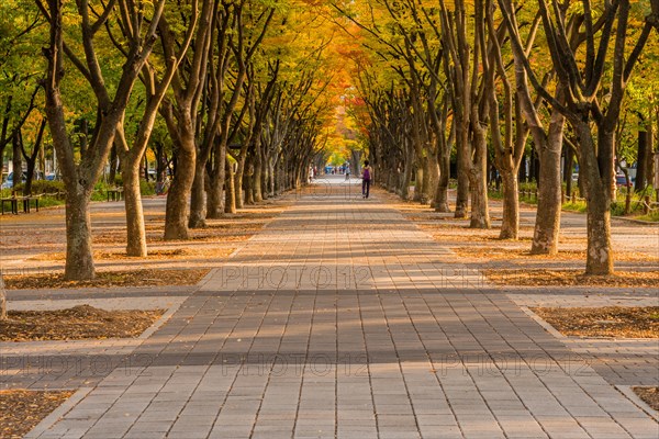 A tree-lined path in autumn with people in the distance and a carpet of fallen leaves, in South Korea