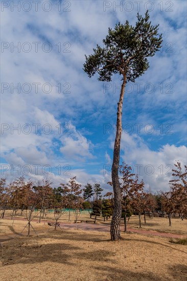 Tall pine tree next to a pathway with blue sky and clouds above creating a calm scene, in South Korea