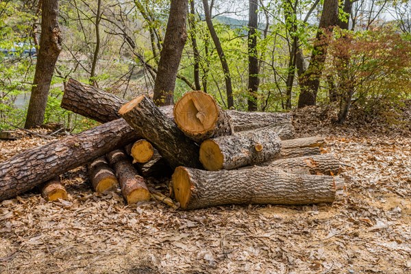 Pile of sawed logs surrounded by leaf litter in a wooded area, in South Korea