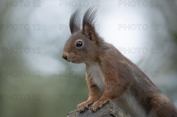 Eurasian red squirrel (Sciurus vulgaris), the front paws placed on a thick branch and looking attentively to the left, brush ears, winter fur, background green blurred with incidence of light, Ruhr area, Dortmund, Germany, Europe