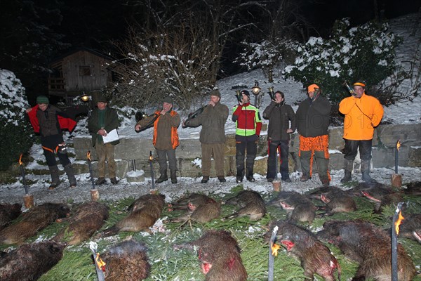 Wild boar hunt, end of the hunt, hunted sows (Sus scrofa), huntsman and hunting horn player at the rationelle Streckenlegung, Allgaeu, Bavaria, Germany, Europe