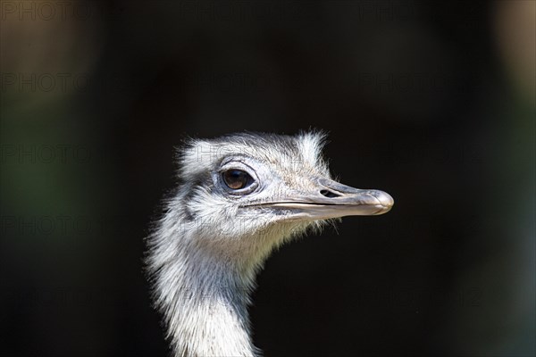 Nandu (Rhea americana) Pantanal Brazil