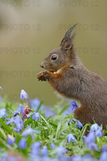 Portrait of a dark eurasian red squirrel (Sciurus vulgaris) on a bluestar meadow, Hesse, Germany, Europe