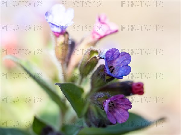 True lungwort or common lungwort (Pulmonaria officinalis), flowers, Leoben, Styria, Austria, Europe