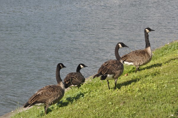 Canada geese on Seine bank