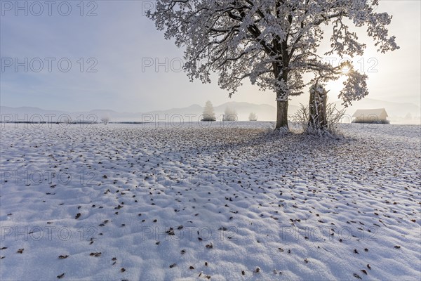 Tree with leaves in the morning light in front of mountains, winter, hoarfrost, snow, sunbeams, Loisach-Lake Kochel moor, Alpine foothills, Bavaria, Germany, Europe