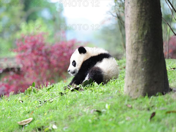 Bifengxia Panda Center, sichuan, china