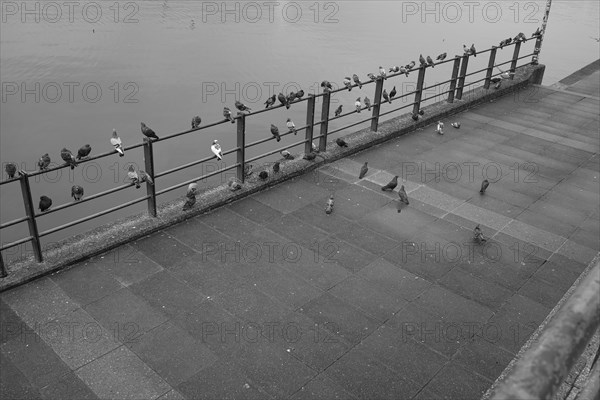 Doves (Columbidae) at the Inner Alster Lake, black and white, Hanseatic City of Hamburg, Hamburg, Germany, Europe