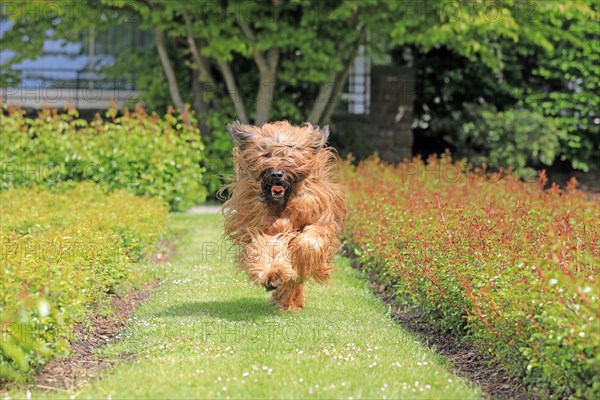 Briard, Berger de Brie