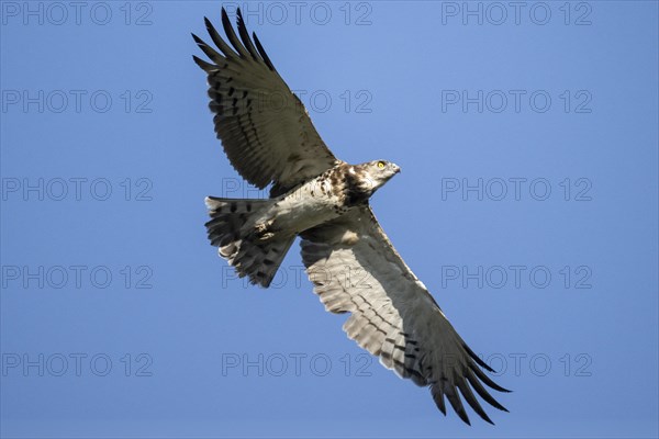 Black-chested snake eagle (Circaetus pectoralis), Mziki Private Game Reserve, North West Province, South Africa, Africa