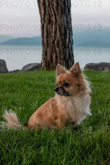 Brown long-haired Chihuahua sitting in a meadow in front of Lake Garda, Sirmione, Lake Garda, Italy, Europe