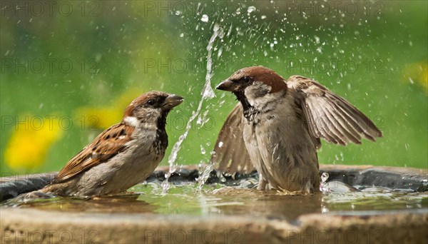 Animals, bird, sparrow, house sparrow, Passer domesticus, two sparrows bathing, KI generated, AI generated