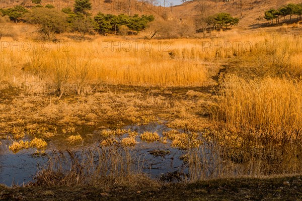 Beautiful reeds growing in man made mountain pond on winter day in Boeun, South Korea, Asia