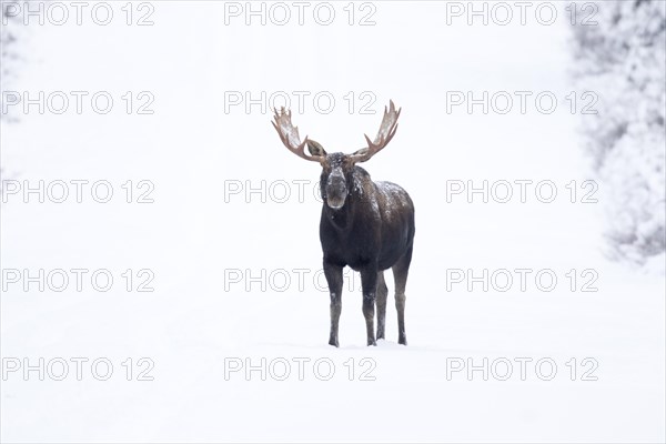 Moose. Alces alces. Bull moose standing on a snow-covered raod and watching. Gaspesie conservation park. Province of Quebec. Canada