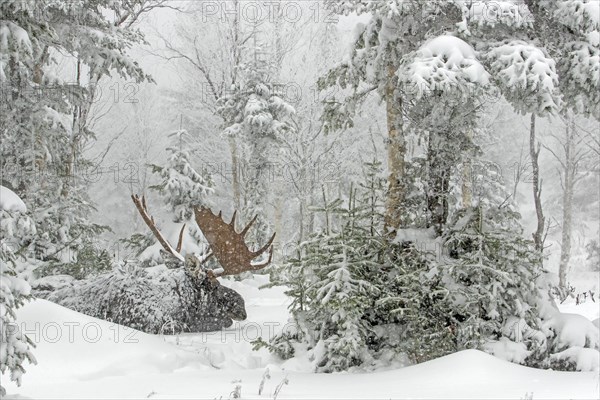 Moose. Alces alces. Bull moose resting under a snowfall in a snow-covered forest in late fall. Gaspesie conservation park. Province of Quebec. Canada