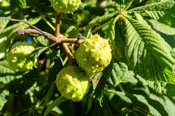 Horse chestnut (Aesculus hippocastanum L.), fruit in prickly husk, Rhoen, Bavarian Rhoen, Rhoen, Lower Franconia, Bavaria, Germany, Europe