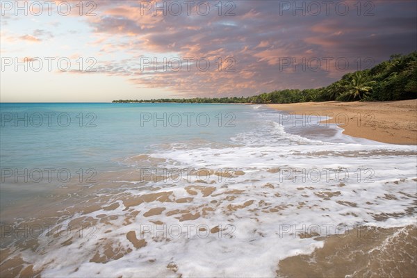 Lonely, wide sandy beach with turquoise-coloured sea. Tropical plants in a bay at sunset in the Caribbean. Plage de Cluny, Basse Terre, Guadeloupe, French Antilles, North America