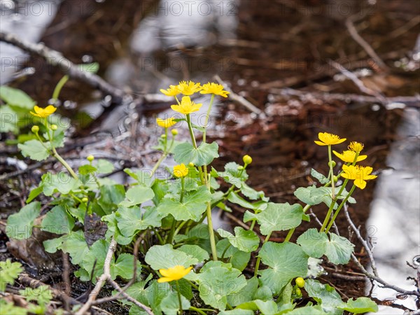 Marsh marigolds (Caltha palustris), banks of the Laming, near Tragoess, Styria, Austria, Europe