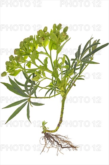 Palm-leaf hellebore (Helleborus foetidus) with roots on a white background, Bavaria, Germany, Europe