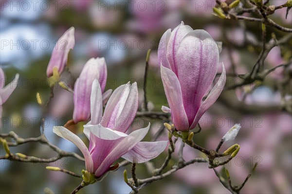 Blossoms of a magnolia (Magnolia), magnolia x soulangeana (Magnolia xsoulangeana), magnolia blossom, Offenbach am Main, Hesse, Germany, Europe